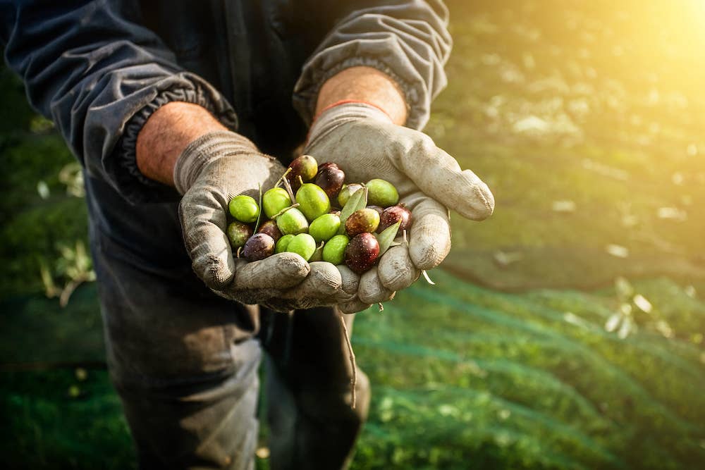 Olives harvesting in Italy. Different kind of olive fruit in the hands of a farmhand labourer
